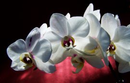 beyaz orkide neyi simgeler?